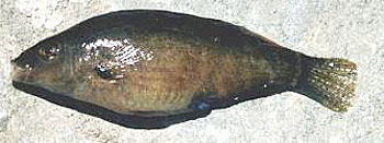 Symphodus mediterraneus.jpg