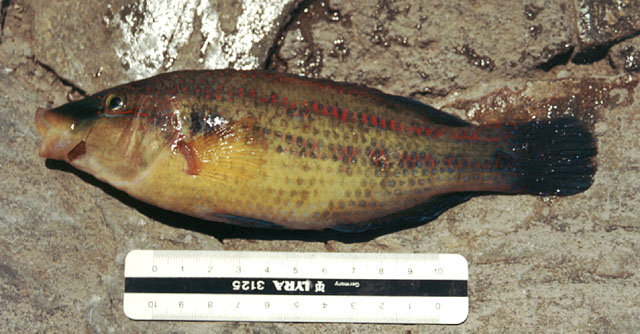 Symphodus tinca.jpg