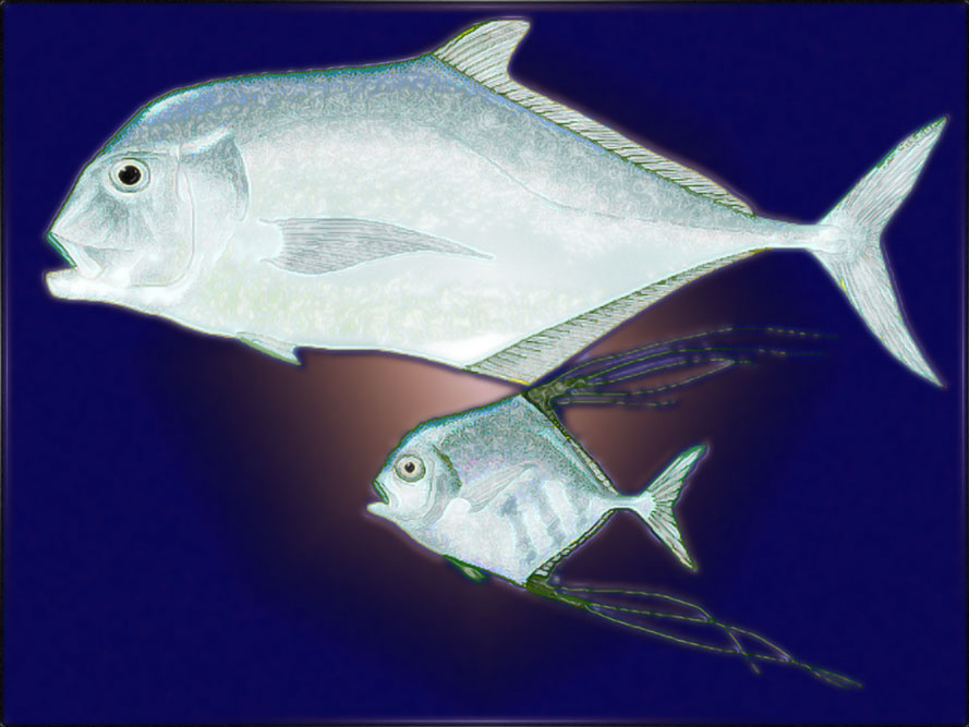 african-pompano.jpg