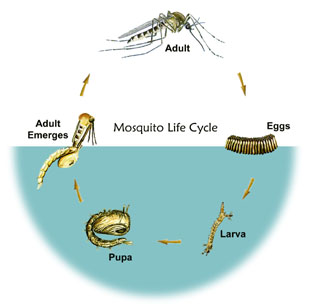 moslifecycle.jpg