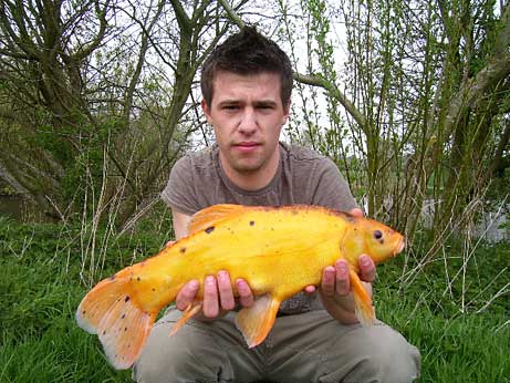 golden tench.jpg