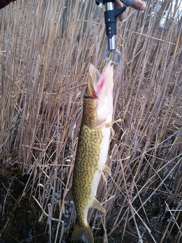 mvp pickerel.png