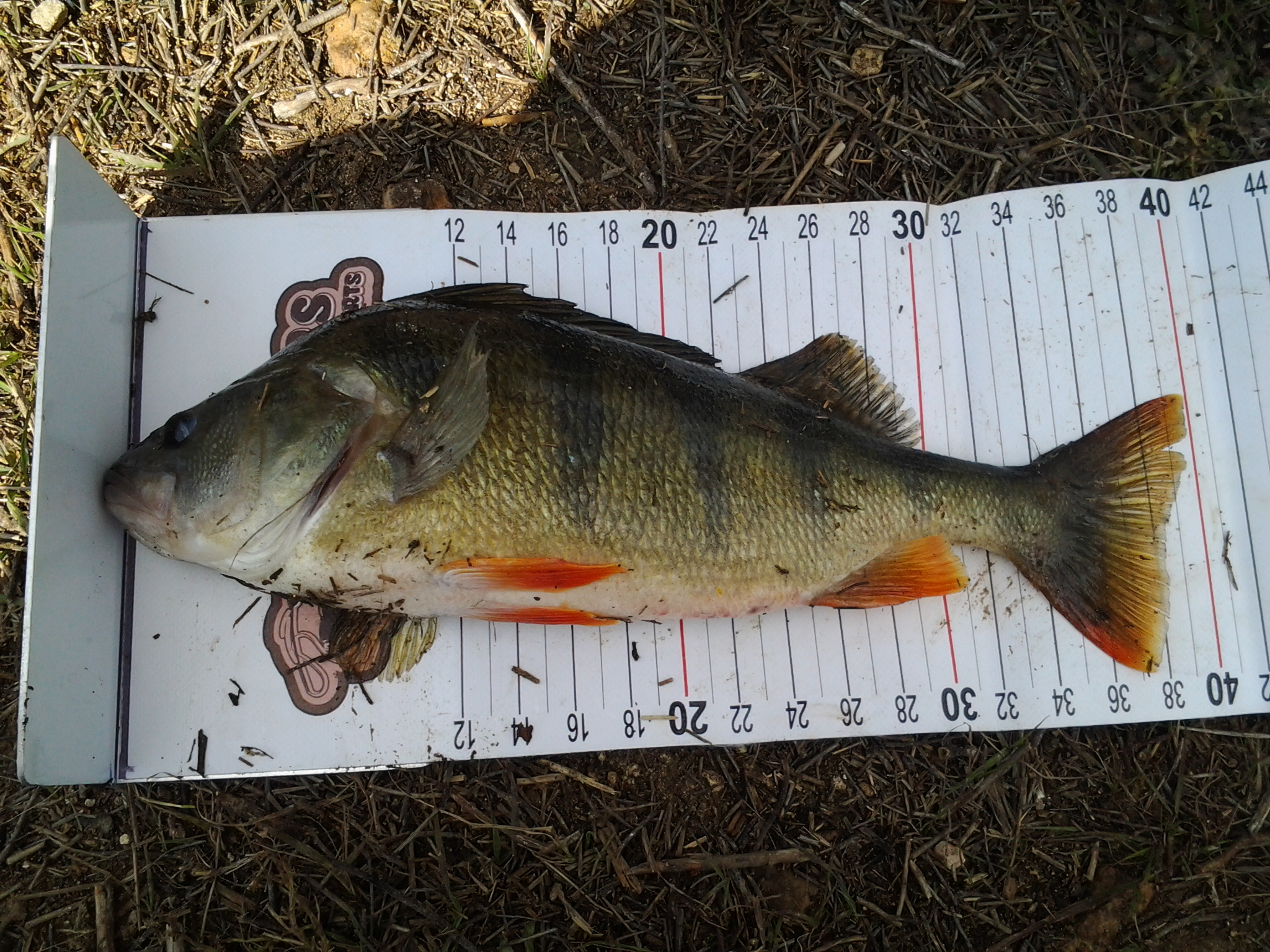 1.1kg perch again