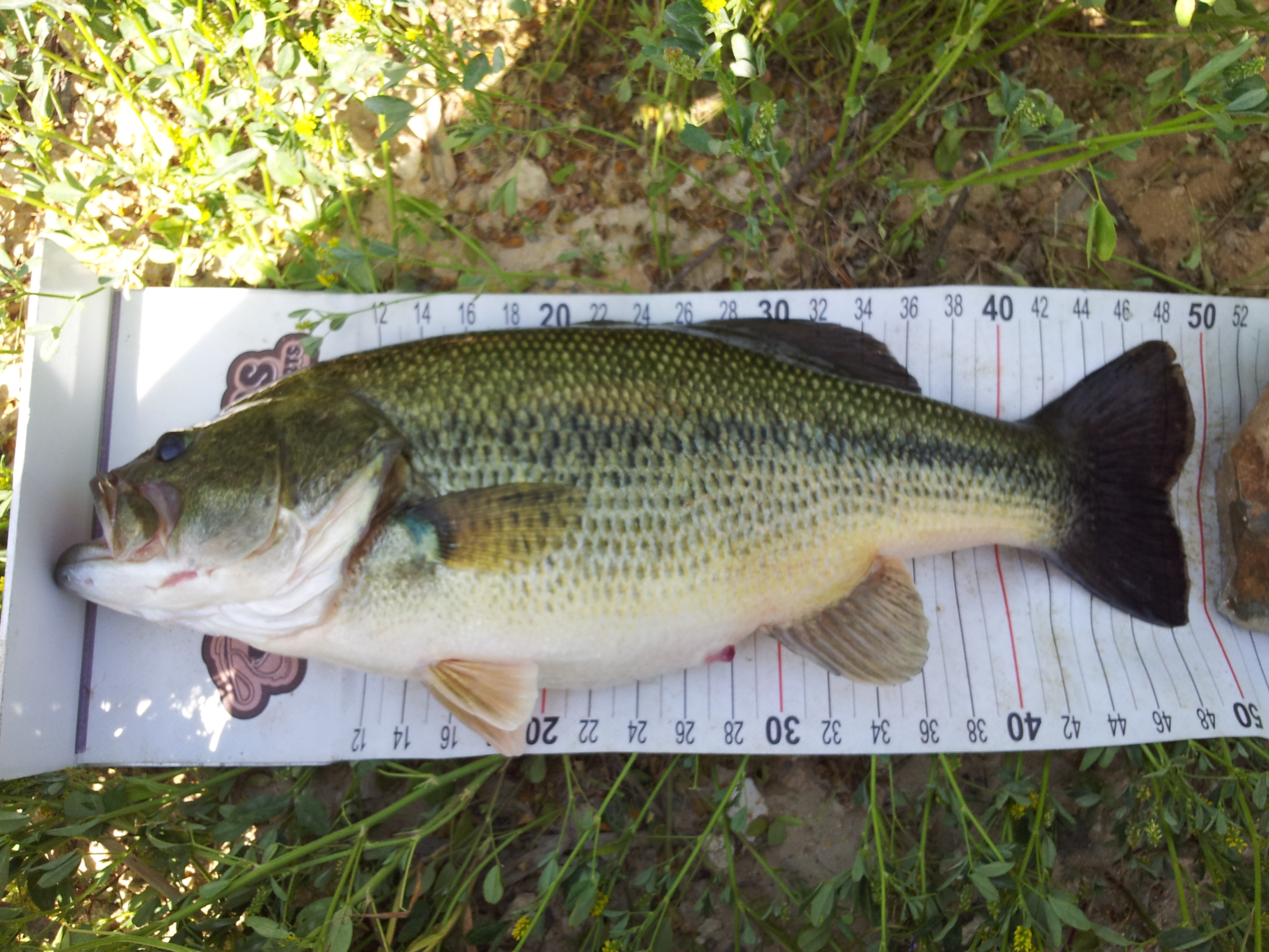 ΚΑΙ ΕΝΑ ΜΙΚΡΟ ΨΑΡΑΚΙ ΑΠΟ ΕΜΕΝΑ...2,430kg