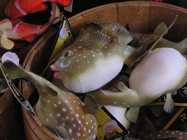 Puffers.jpg