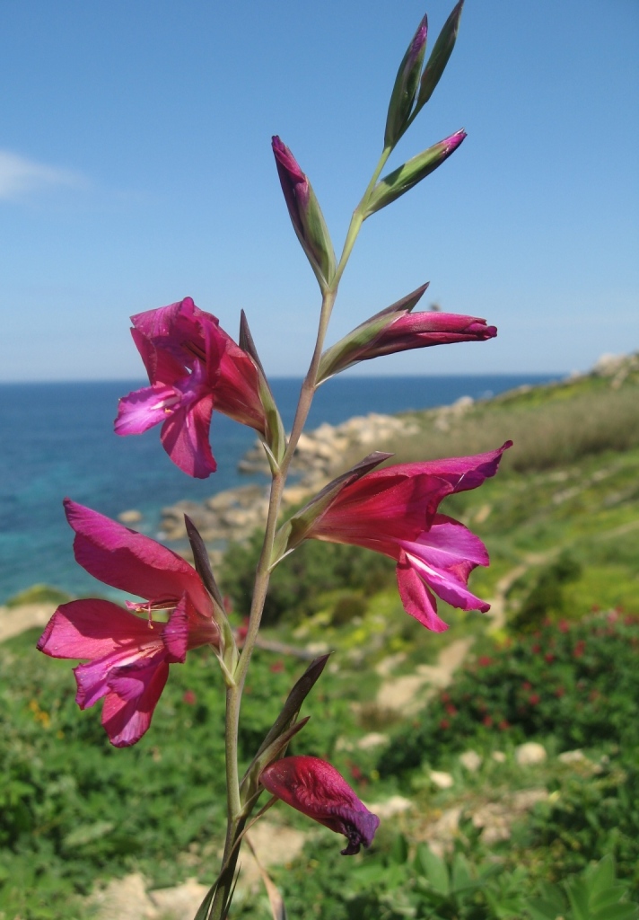 Malta 04.09 089.jpg