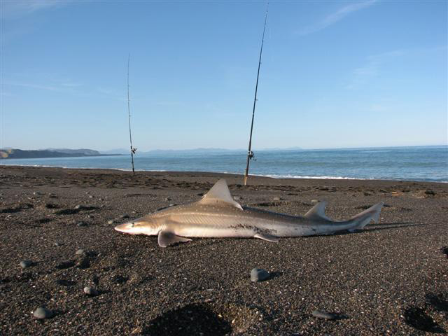 6kgSmoothhound.jpg