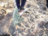 καπου δαμε εκοψε μας και το ψαρακι