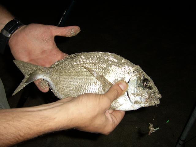 SSA45727.JPG