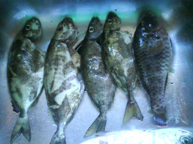 DSC00432.JPG