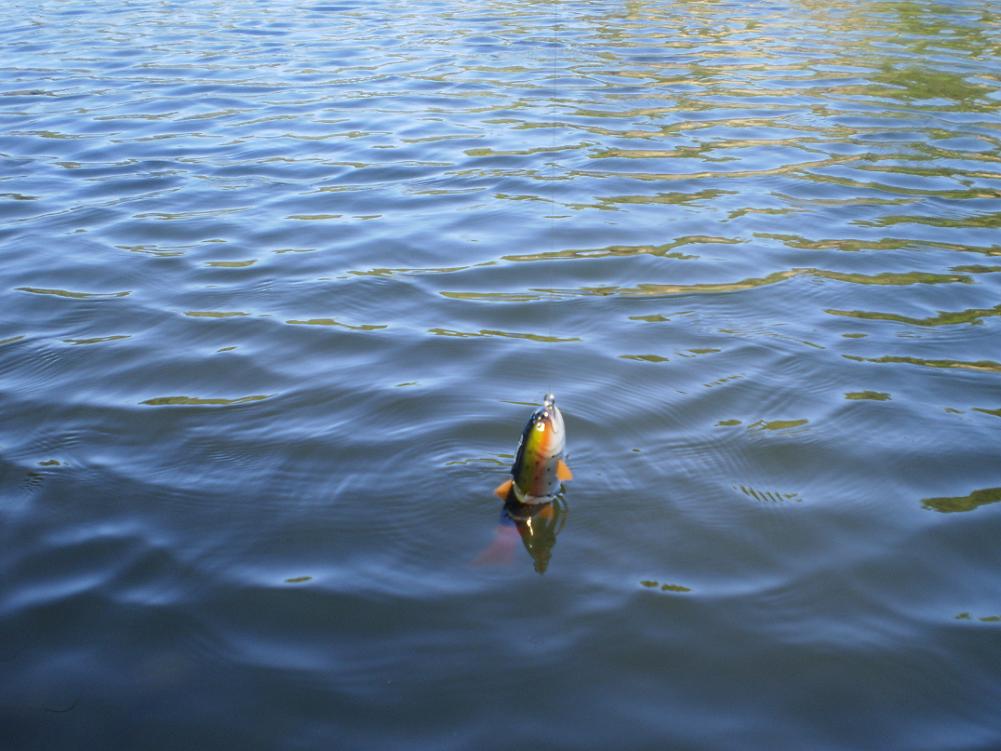 troutsba.JPG
