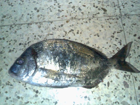 26032008207.jpg