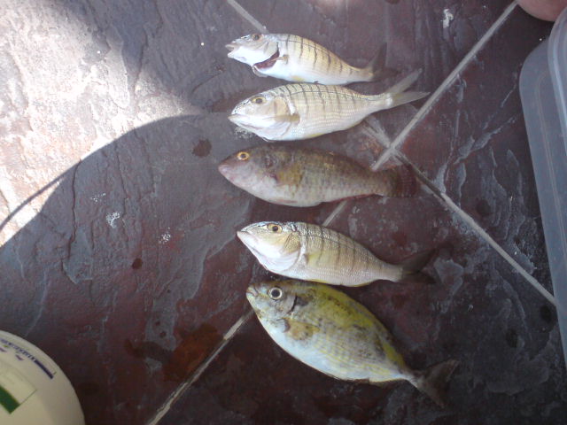 DSC00170.JPG