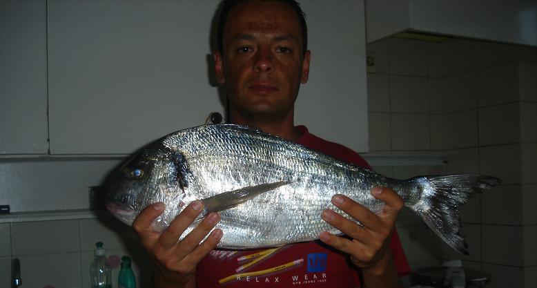 Sparus%20aurata.jpg