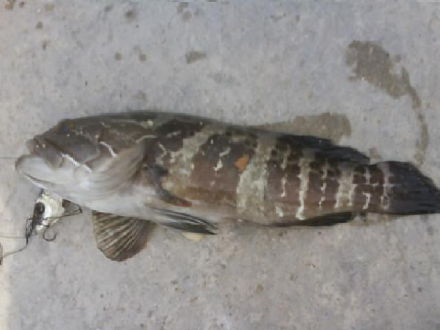 as.vlax - Copy.JPG