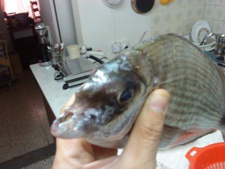 DSC00556.jpg
