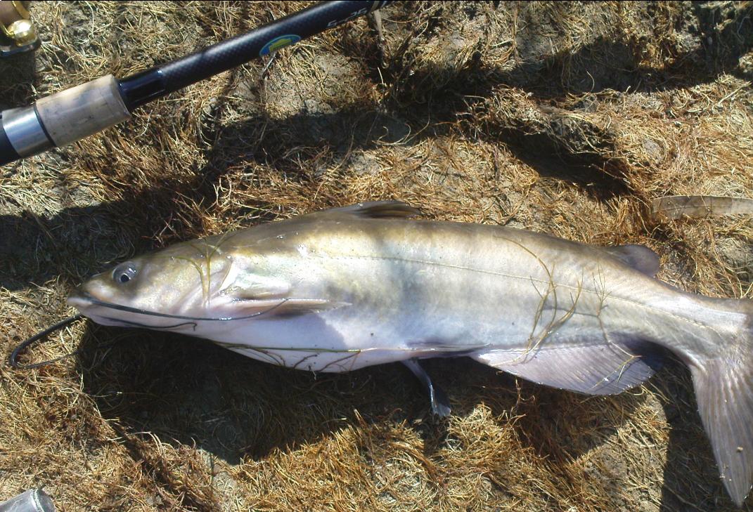CATFISH.JPG