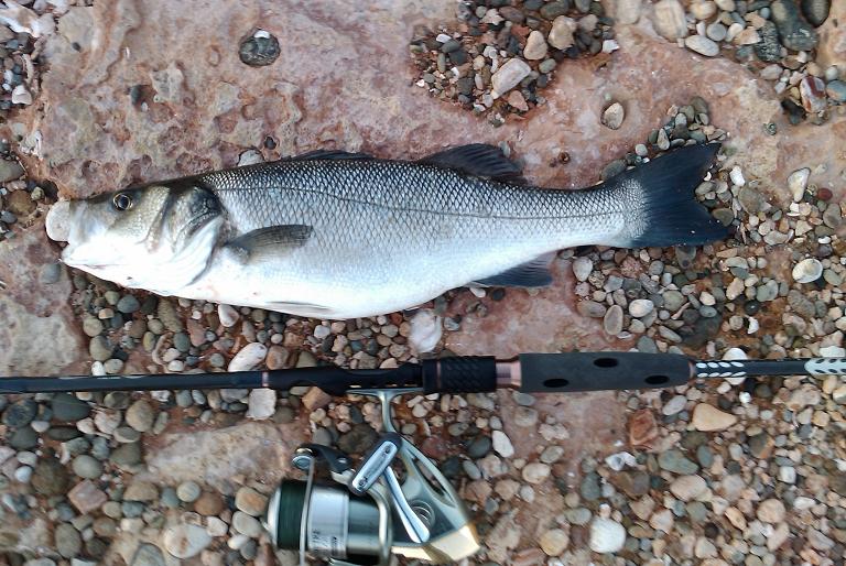 bass_1100.JPG