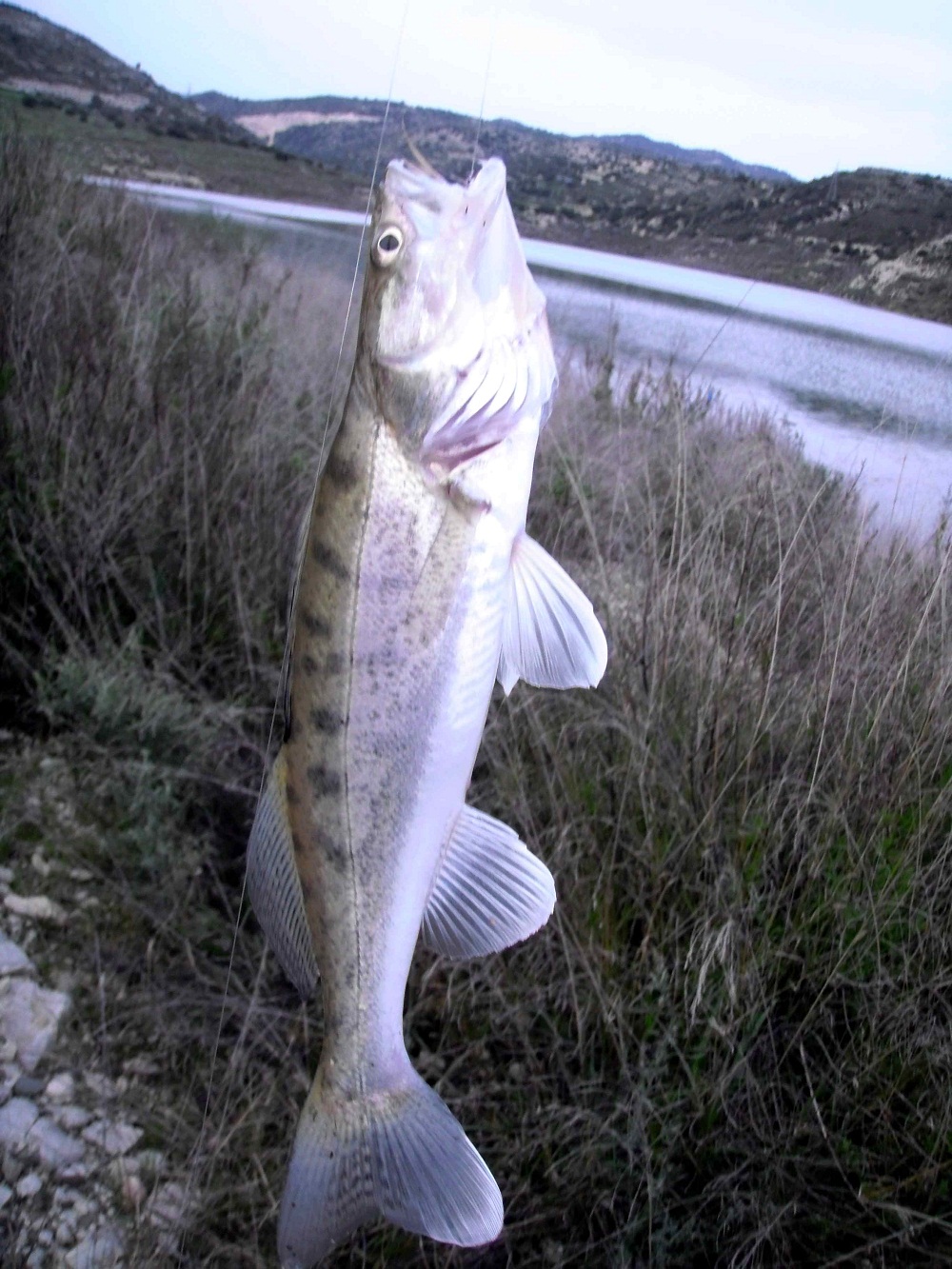 2010 (1).JPG