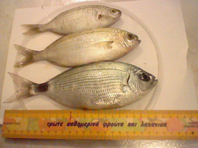HNI_0004.JPG