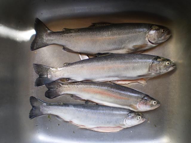 rainbow trout