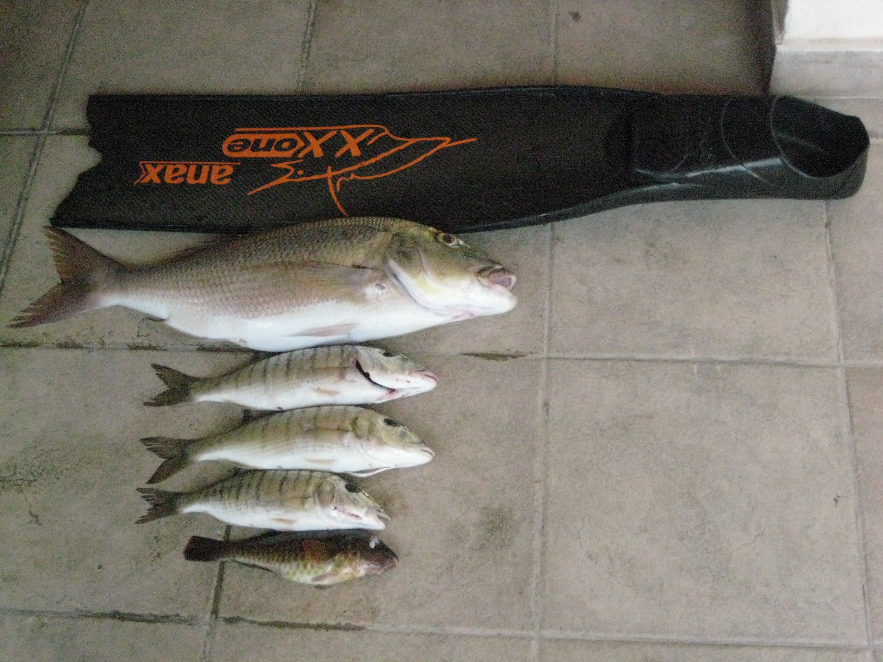 Sinagria 4,5 kg (18/4/10)