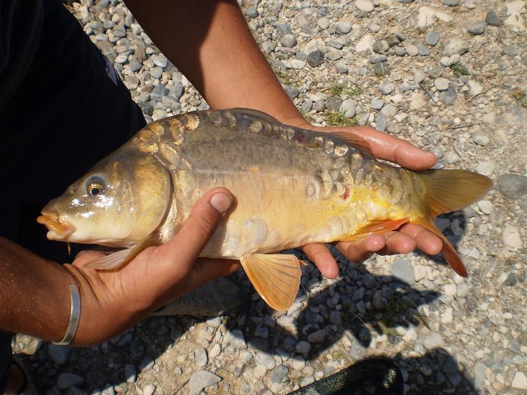 ο πιο μεγαλος της ημερας 1,300kg