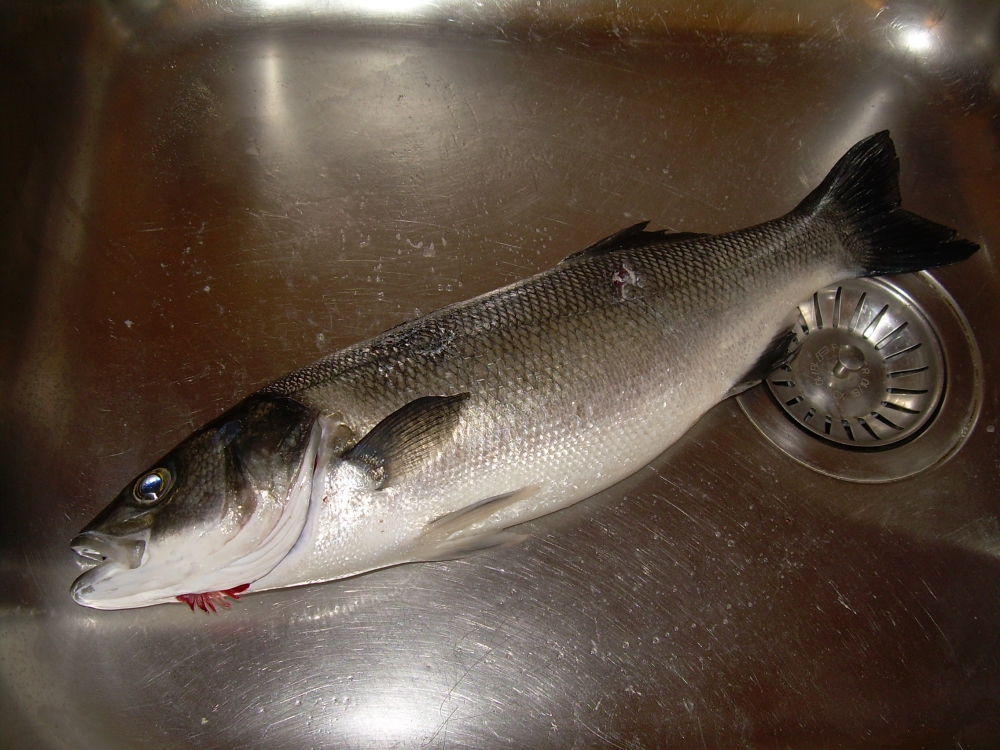 DSCN0292.JPG