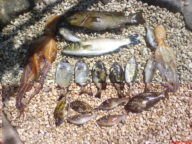 rodos5.JPG