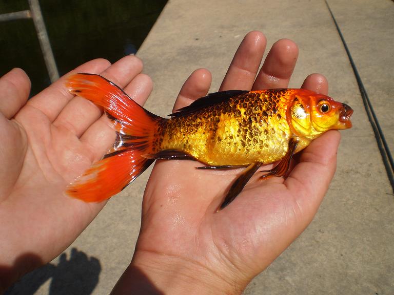 goldfish.JPG