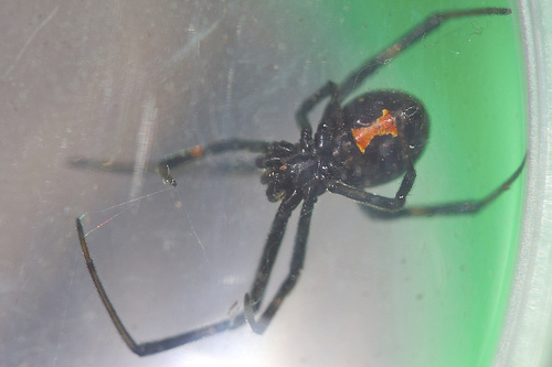 blackwidow.jpg