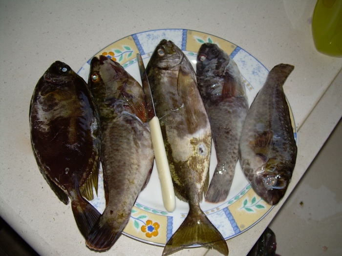 DSCN0390.JPG