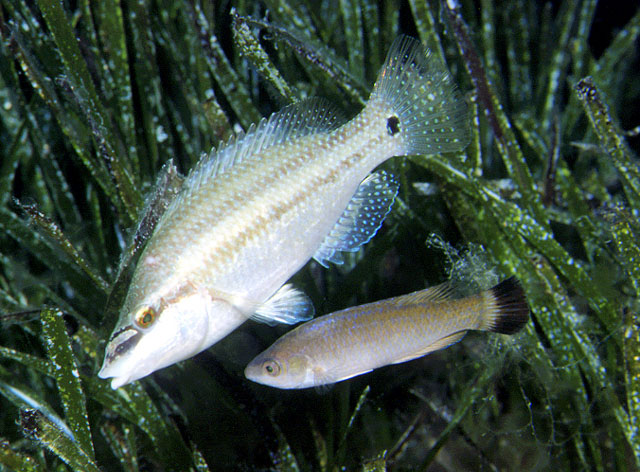 Symphodus melanocercus.jpg