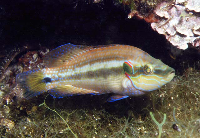 Symphodus ocellatus.jpg