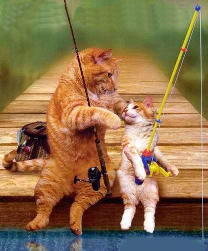 catdaysofsummer.jpg