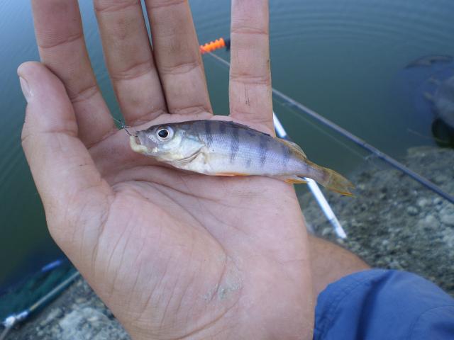 perch.JPG