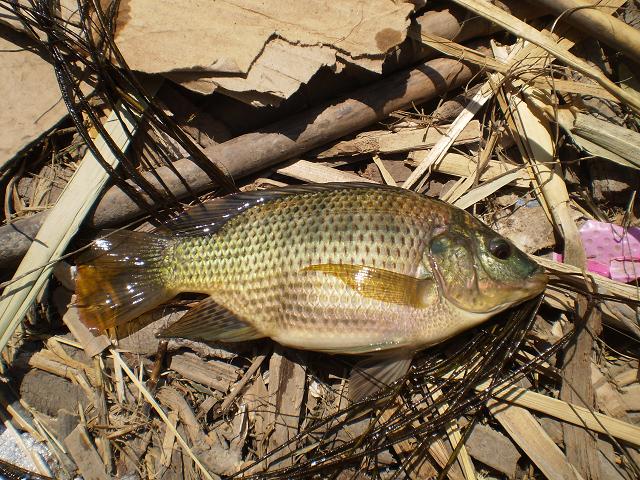 tilapia.JPG