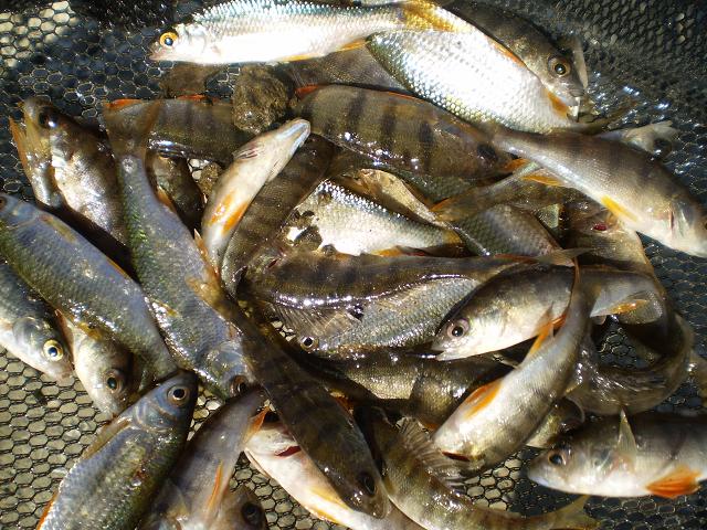perch - roach.JPG