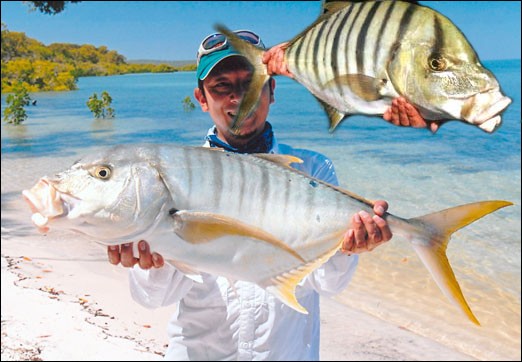 golden-trevally.jpg
