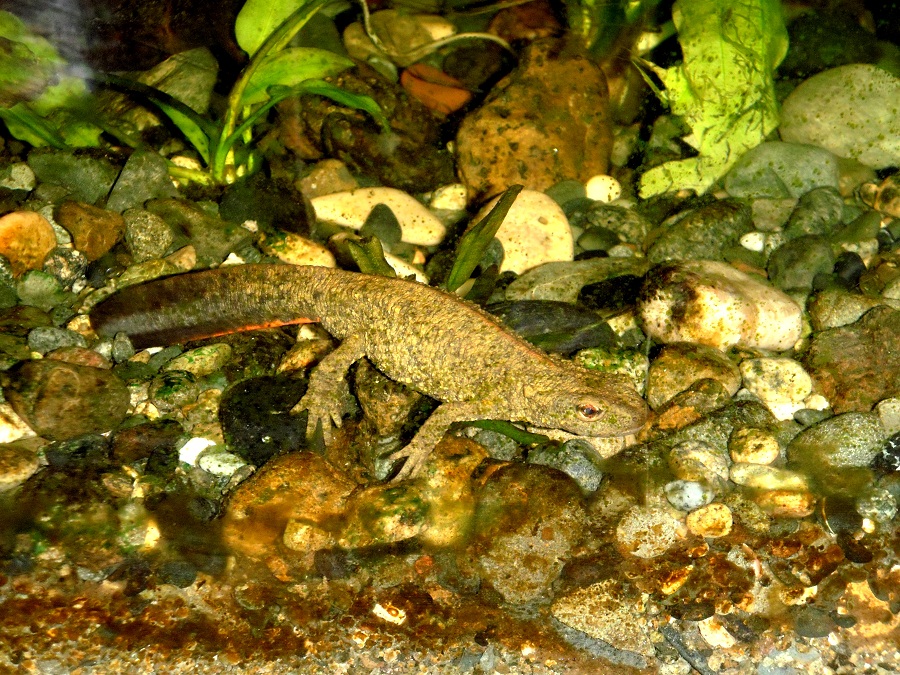 salamandra.JPG