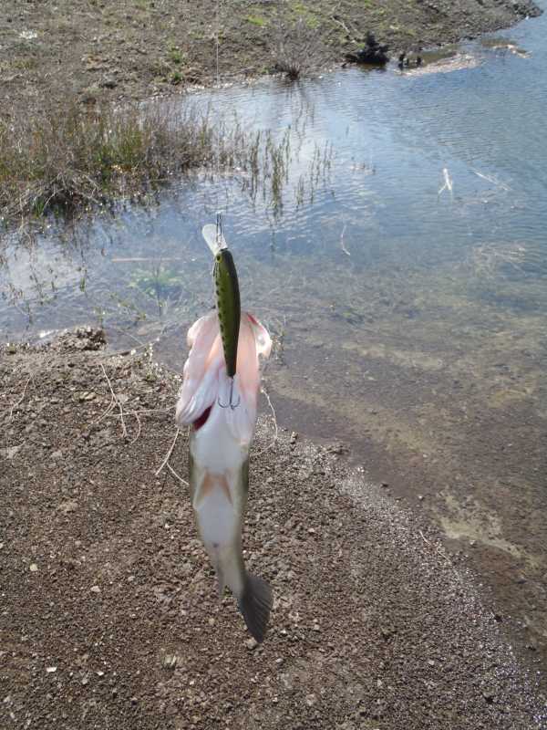 Bass