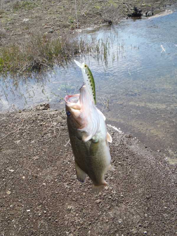 Bass