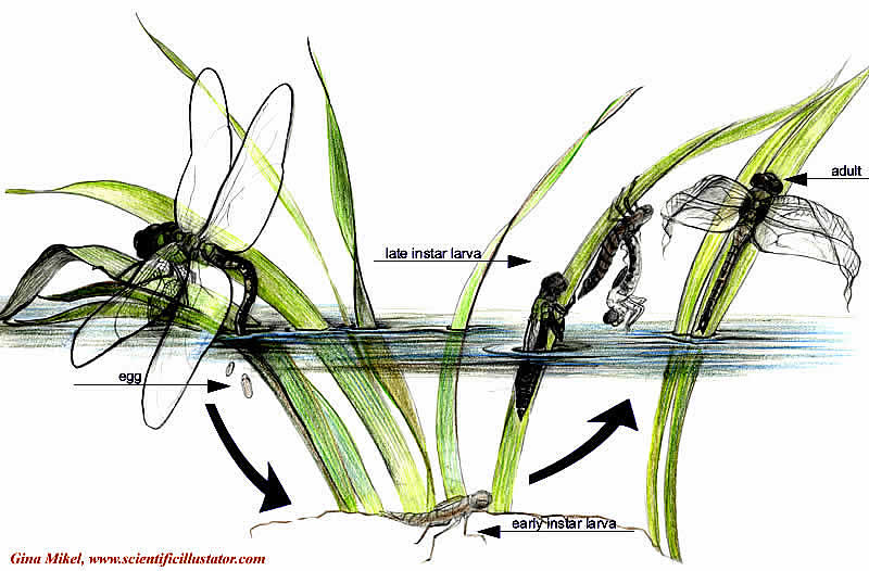 dragonfly_life_cycle.jpg