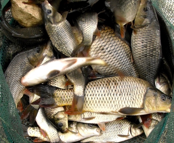 Polemidia 2011.jpg