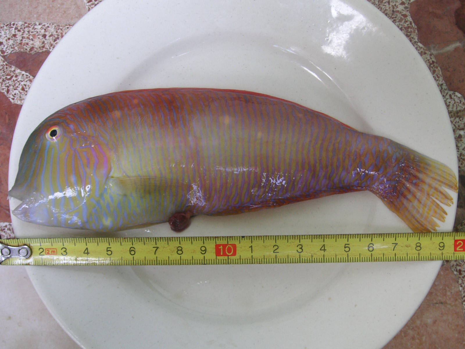 Xyrichtysnovacula.jpg