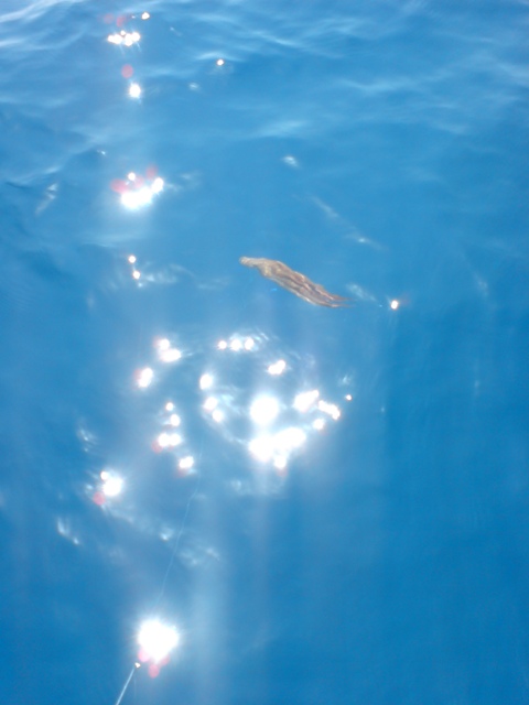DSC00350.JPG
