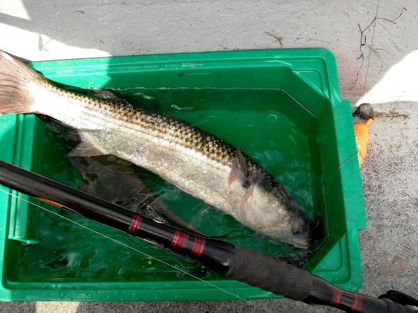 P7150010.jpg