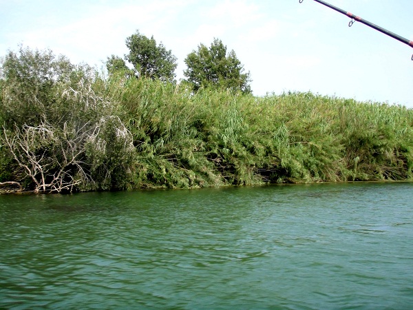P7150014.jpg