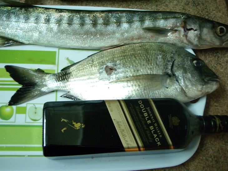 sargos kilo.JPG