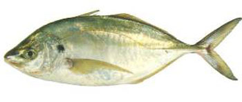 image006.jpg